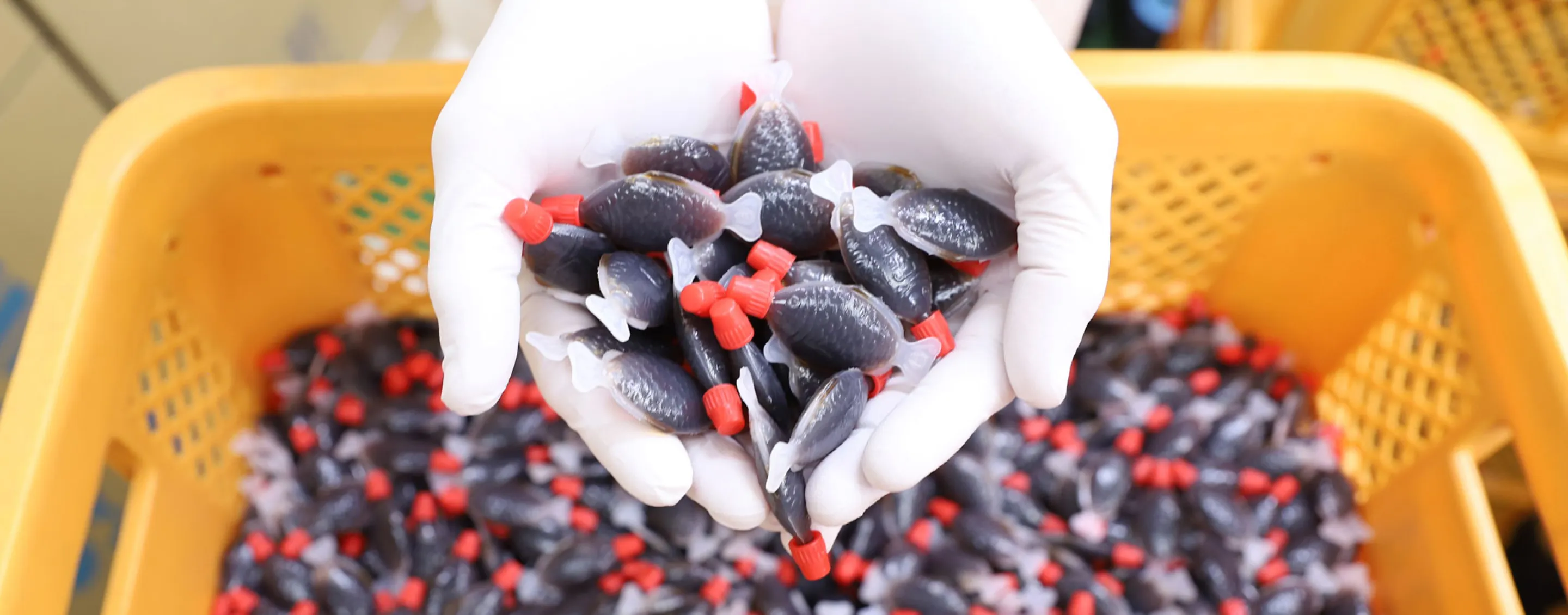 A gloved hand scooping up fish-shaped soy sauce packets, Luncharm
